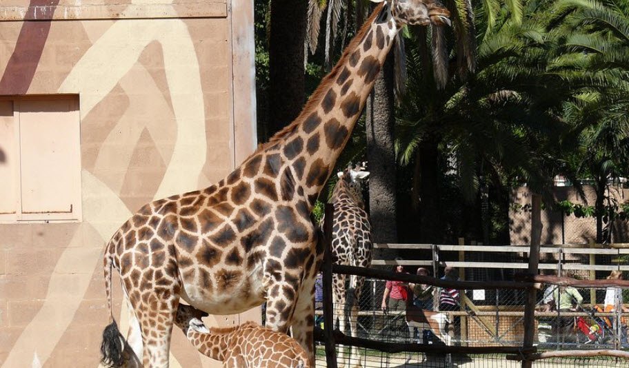 Zoobotánico Jerez, Spain